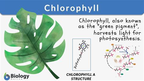 a sentence for chlorophyll